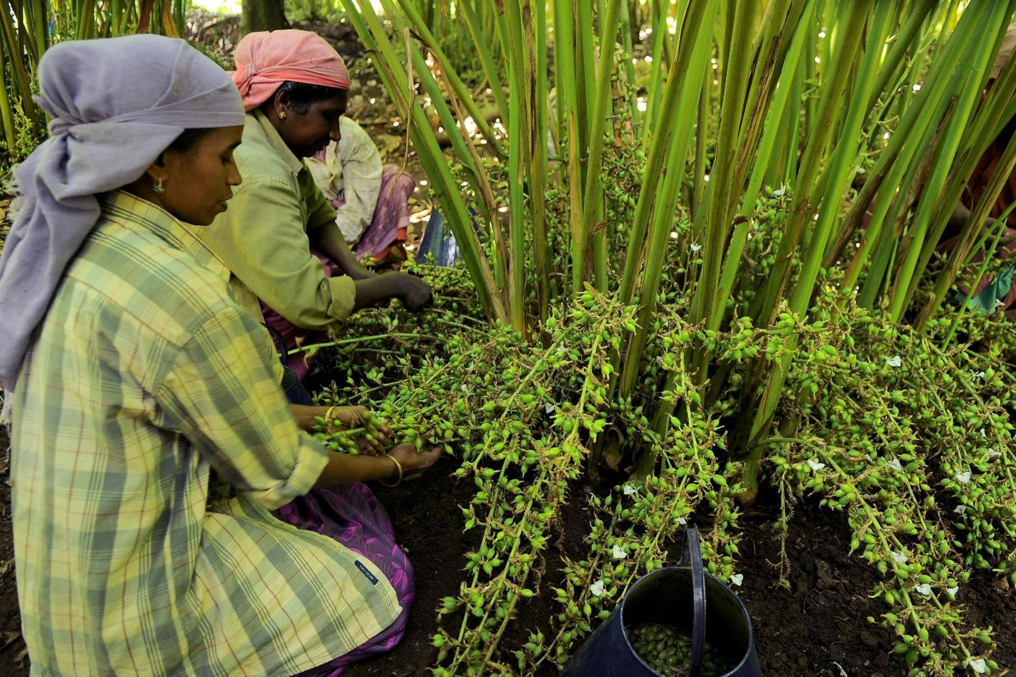 Cardamom County By Xandari Thekkady