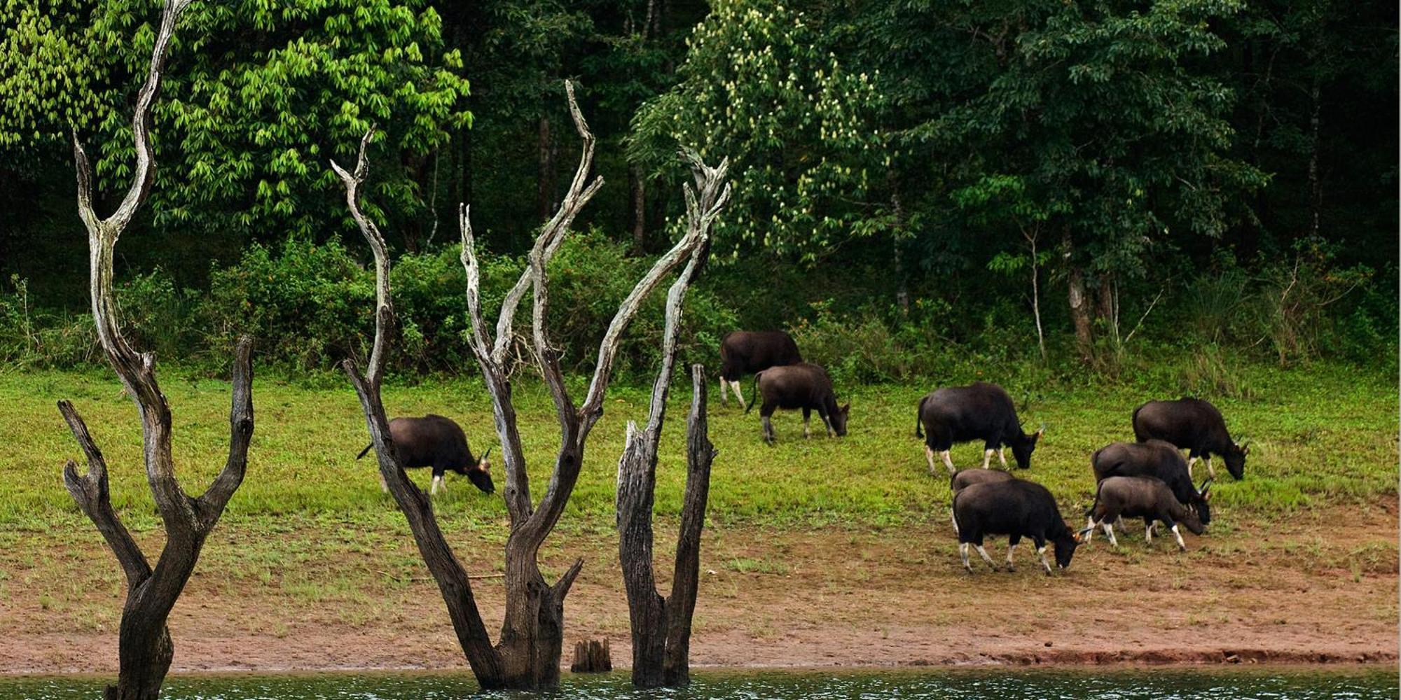 Cardamom County By Xandari 4* Thekkady